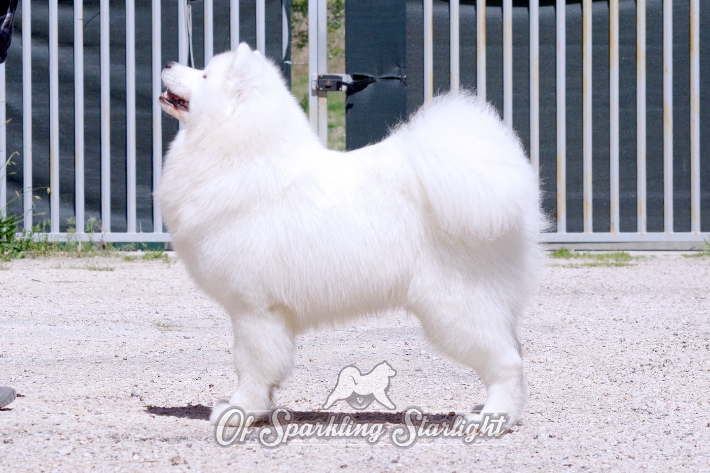 CH. Perfect new generation  of Sparkling Starlight