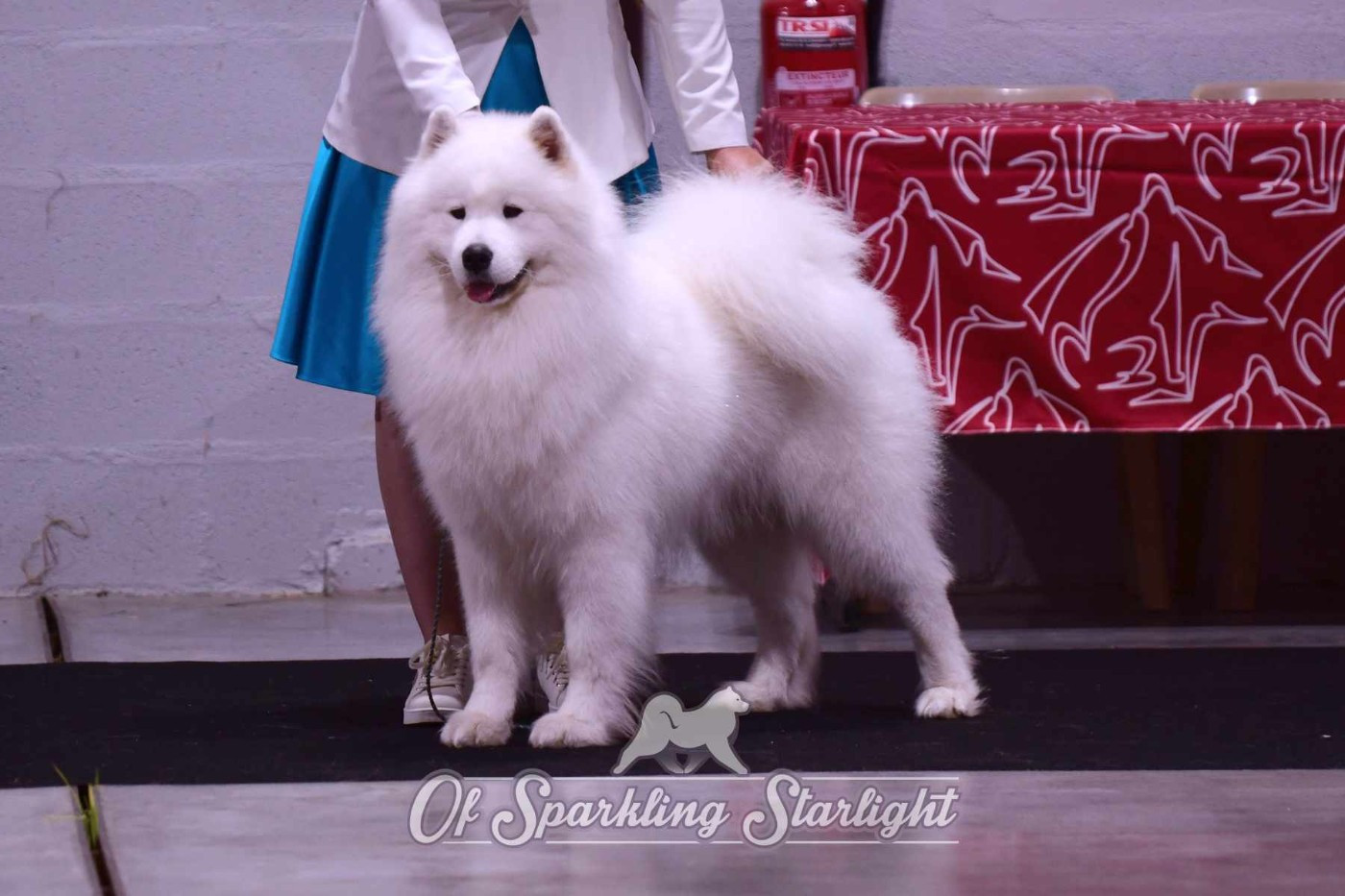 CH. Unforgettable way to love of Sparkling Starlight