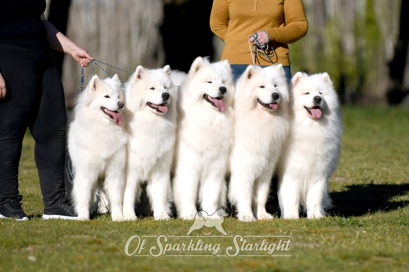 of Sparkling Starlight - Naissance 2026